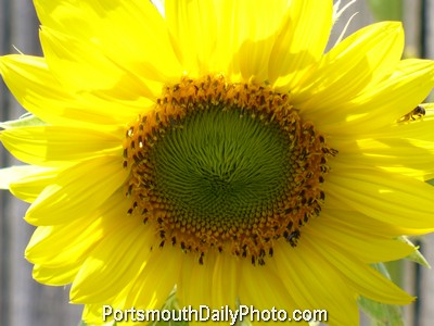 bright sunflowers