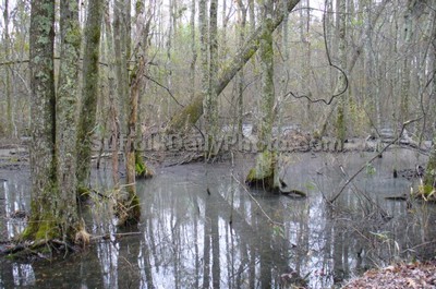 Dismal Swamp